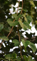 Tinospora sinensis