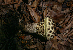 Afroboletus luteolus