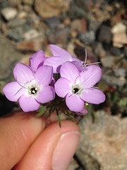 Leptosiphon breviculus