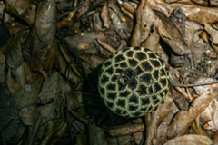 Afroboletus luteolus