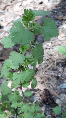 Ribes aciculare