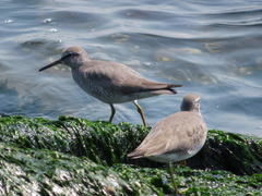 Tringa brevipes
