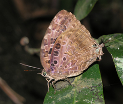 Arhopala anthelus