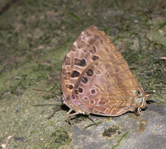 Arhopala anthelus