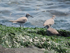 Tringa brevipes