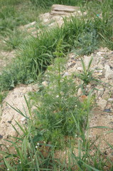 Consolida orientalis