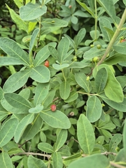 Lonicera oblongifolia, photograph (c) Nina Grauley, some rights reserved (CC BY)