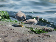 Tringa brevipes