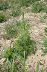 Consolida orientalis