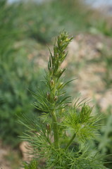 Consolida orientalis