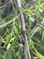 Trirhabda bacharidis