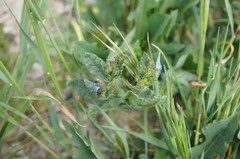 Anchusa arvensis orientalis