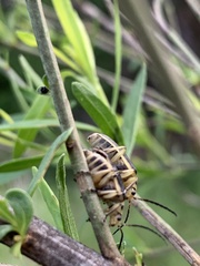 Trirhabda bacharidis