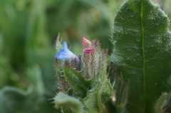 Anchusa arvensis orientalis