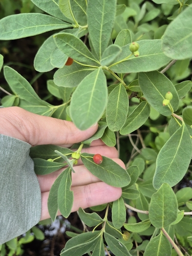 Lonicera oblongifolia, photograph 2