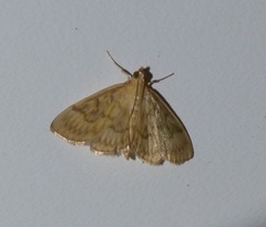 Crocidophora serratissimalis