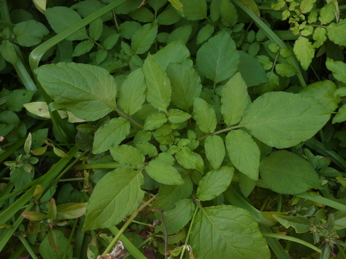 Solanum Commersonii · Inaturalist