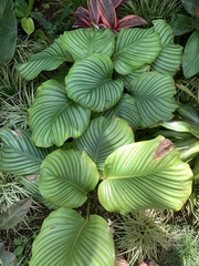 Goeppertia orbifolia