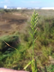 Catapodium rigidum