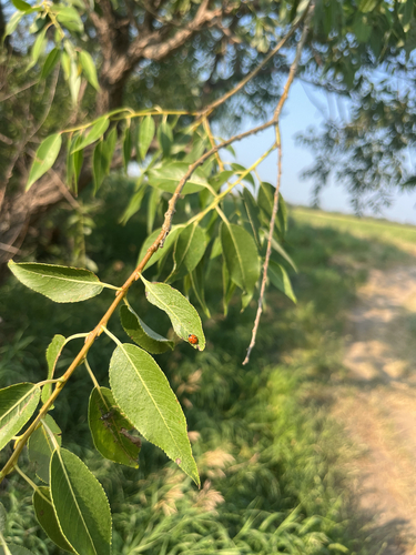 Two-spotted Lady Beetle