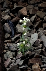 Galeopsis segetum, photograph (c) Tim Johnson, some rights reserved (CC BY)