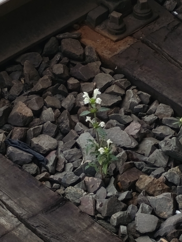 Galeopsis segetum, photograph 5