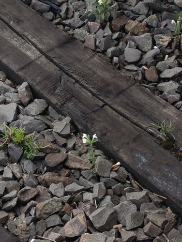 Galeopsis segetum, photograph 6