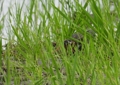 iNaturalist image