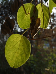 Stigmaphyllon bonariense