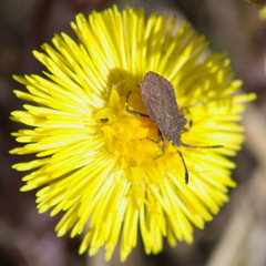 Ulmicola spinipes