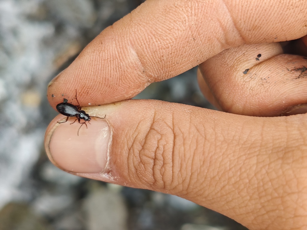 Nebria parvulissima