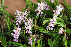 Cryptosepalum maraviense