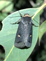 Proteuxoa cinereicollis