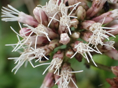 Eupatorium kiirunense