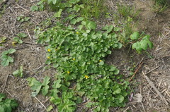 Ficaria verna calthifolia