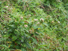 Eupatorium kiirunense