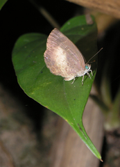Arhopala perimuta