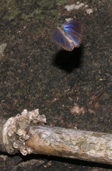 Arhopala perimuta