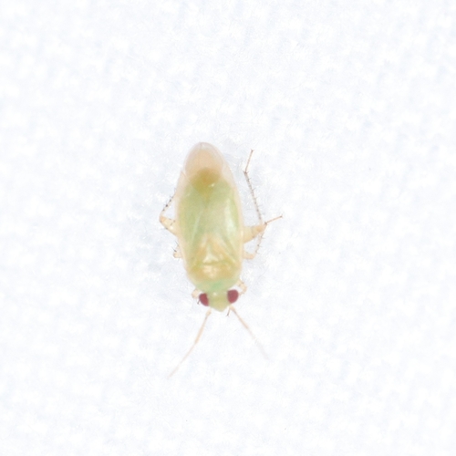 Campylomma annulicornis