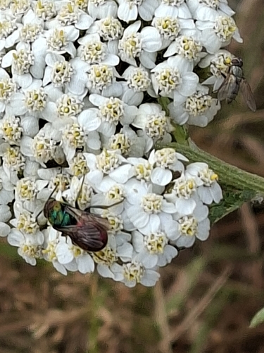 Hedychrum rutilans, 1759 SC Callantsoog, Nederland, photo 8 of 10