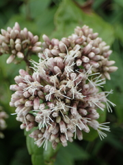 Eupatorium kiirunense