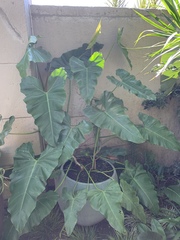 Philodendron quinquenervium