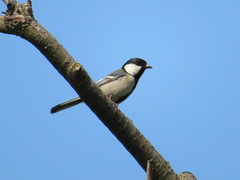 Parus minor