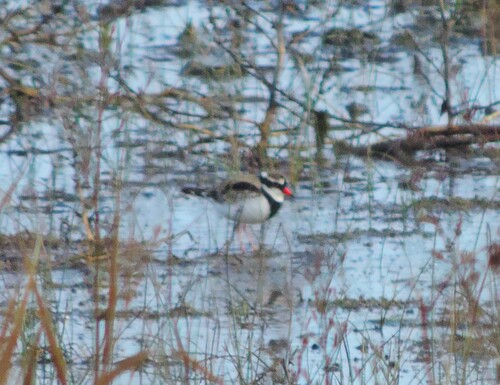 Black-fronted Dotterel