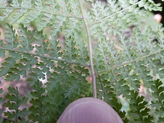 Hypolepis millefolium