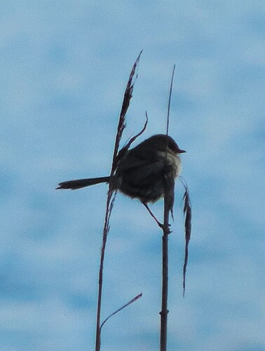 Eastern Superb Fairywren