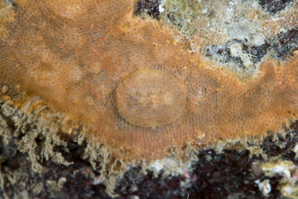 Idaliadoris depressa
