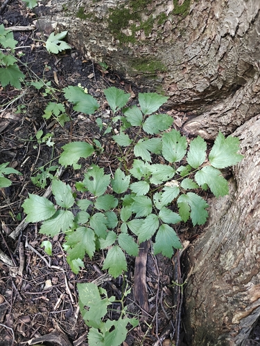 Наблюдение на iNaturalist