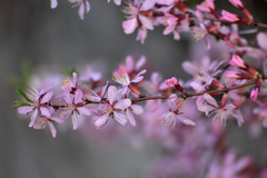 Amygdalus