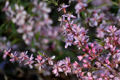 Amygdalus